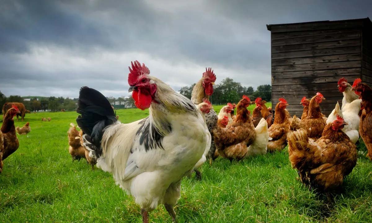 chicken-rate-in-pakistan-chicken-rate-in-pakistan-today