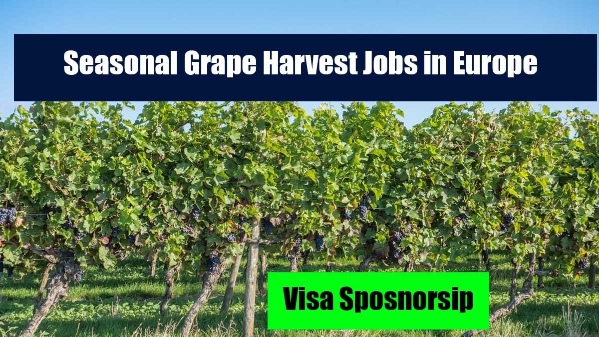 Seasonal Grape Harvest Jobs in Europe with Free Housing